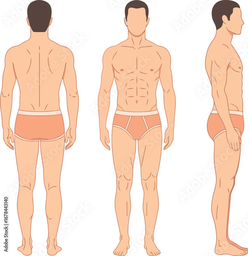 Male human body anatomical views front side back simple illustration concept vector
