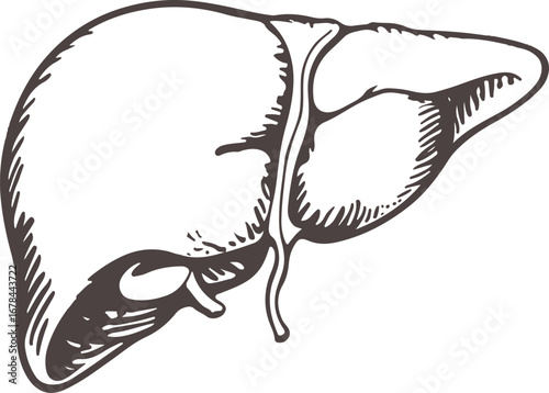 Detailed Liver Anatomy Vector Illustration for Medical and Educational Use