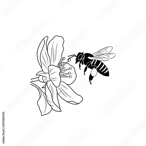 Detailed Drawing of a Bee Pollinating White Flower on a White Background in Graphic Style