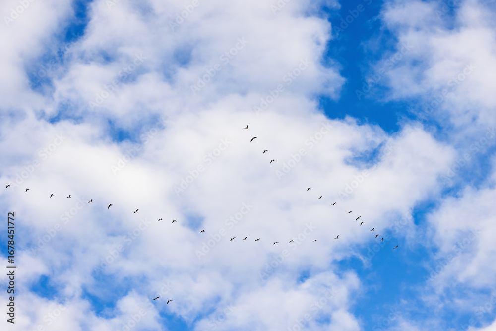 Fototapeta premium Flock of geese flying in a V formation in the sky heading south