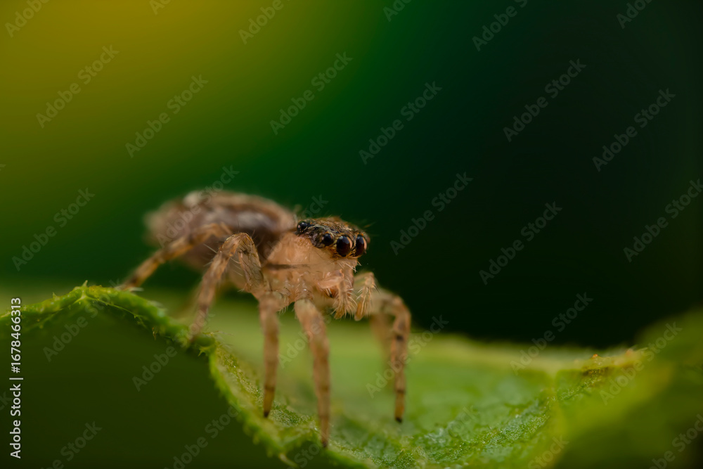 The most adorable of spiders; the jumping spider. A close-up photo of a jumping spider. Natural background. The most adorable of spiders; the jumping spider. A close-up photo of a jumping spider. Natural background.