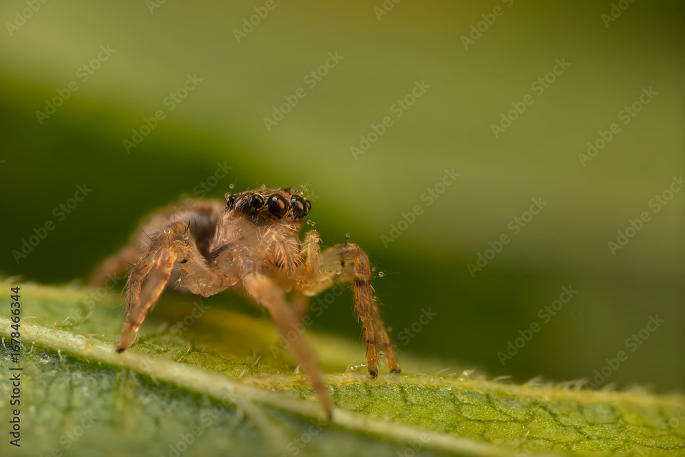 The most adorable of spiders; the jumping spider. A close-up photo of a jumping spider. Natural background. The most adorable of spiders; the jumping spider. A close-up photo of a jumping spider. Natural background.