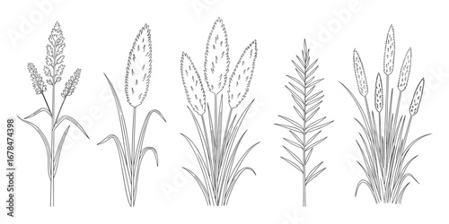 Line art illustration of various grasses and plants, including reedmace and cattails on white.