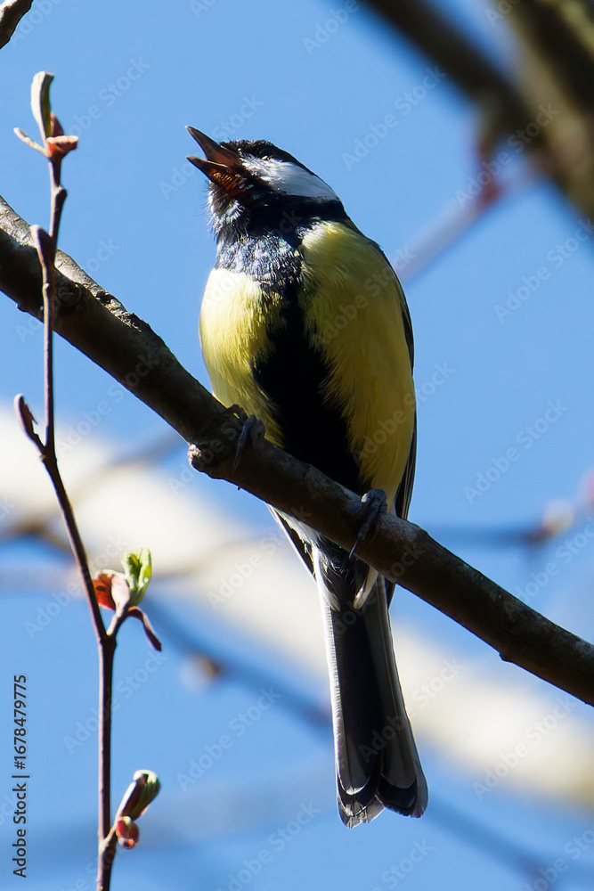 Fototapeta premium vogel