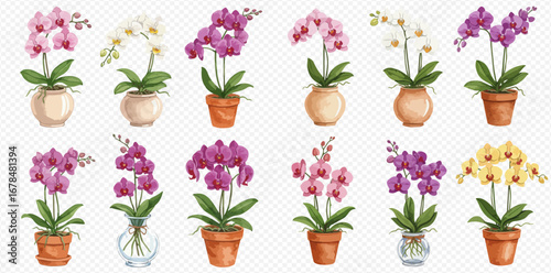 A beautiful collection of twelve watercolor phalaenopsis orchids in various colorful pots and vases.