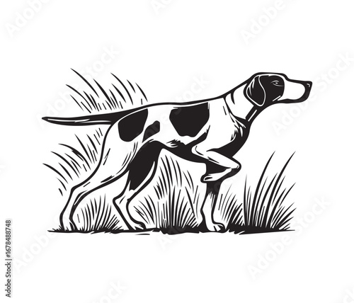 English pointer dog vector illustration, black and white pointer dog graphic design 