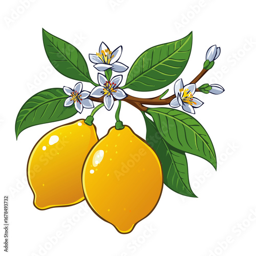 Lemon fruit on a branch with leaves and flowers vector colored illustration in sketch style. Hand drawn line art of blooming citrus branch on isolated background. Shaded image for packaging and design