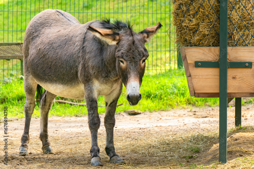 Fototapeta premium Donkey sanctuary in the village