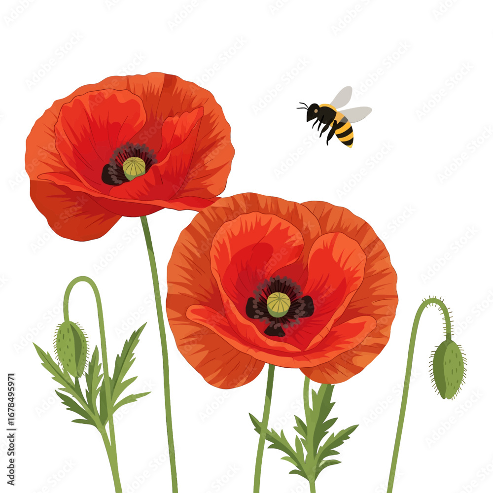 Obraz premium Two Red Poppies with a Flying Bee on a White Background in Sunny Day