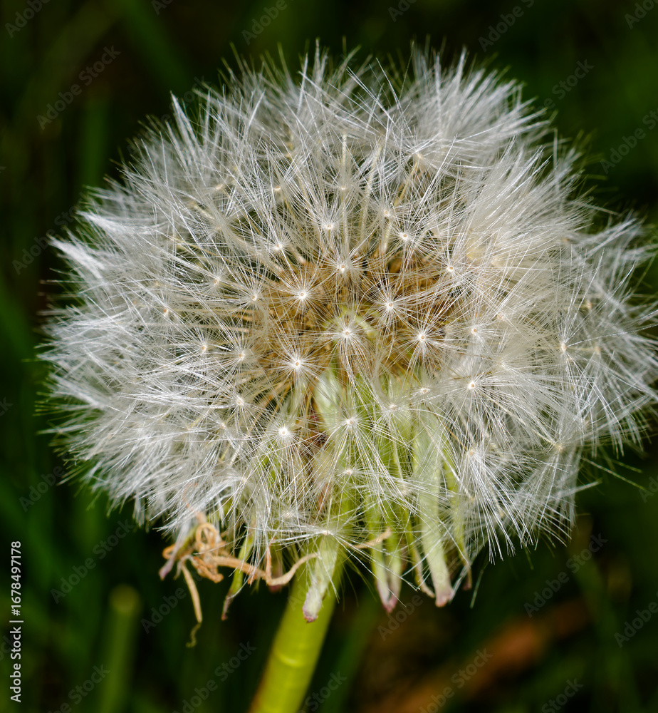 Fototapeta premium blume