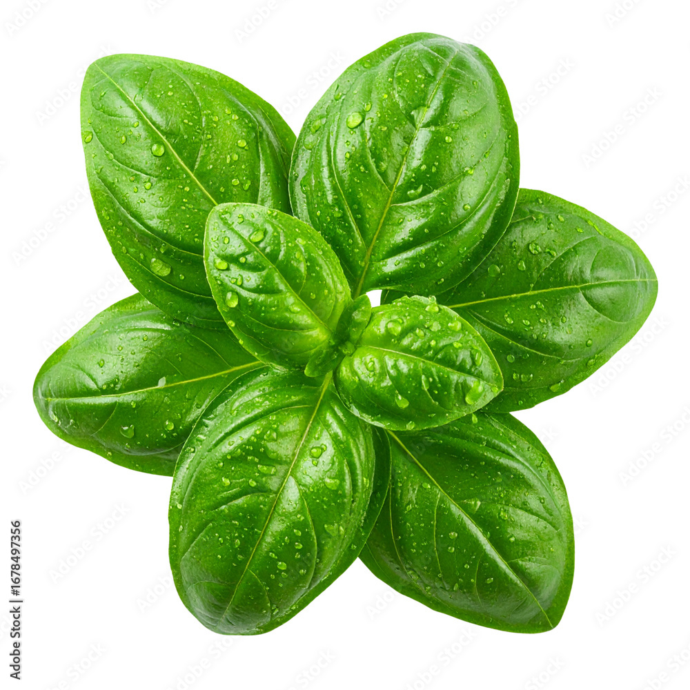Fototapeta premium Fresh organic green basil leaves, an aromatic culinary herb, are isolated on a white background