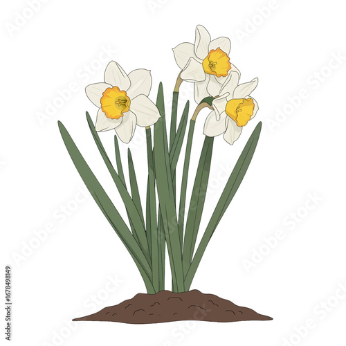 Illustration of White Daffodils with Yellow Centers and Green Stems Isolated on a White Background in a Detailed Botanical Style