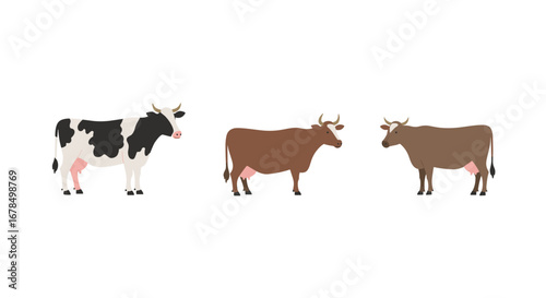 Three cows in simple flat design on white background for farm and agricultural themes
