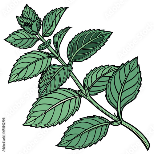 A detailed illustration of a fresh green mint plant with serrated leaves and a central stem.