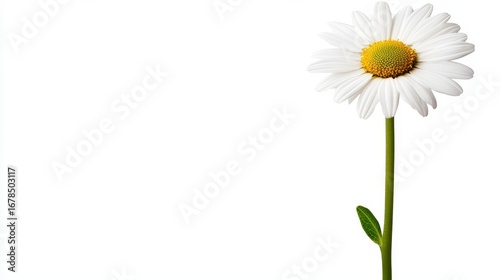 Wallpaper Mural Single White Daisy Flower with Yellow Center on Bright Background Torontodigital.ca