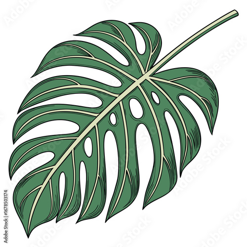 Detailed illustration of a vibrant green monstera deliciosa leaf with characteristic splits and holes, showcasing its tropical beauty.