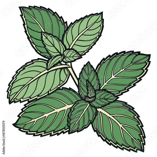 Detailed illustration of fresh green mint leaves on a stem, showing intricate details.