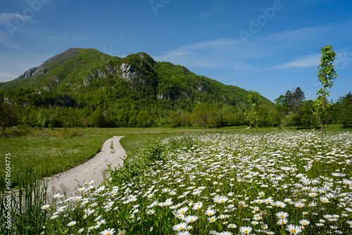 White Oxeye daisy blooming grassland in Nadiža valley
