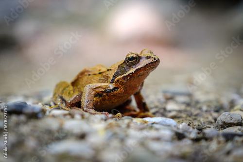 Common frog or grass frog on stones in Slovenia