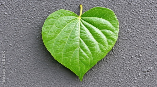 Heart-shaped Green Leaf on a Gray Textured Surface