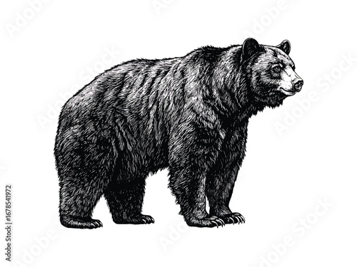 Detailed Black Bear Engraving Artwork
