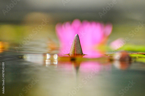 pink water lily