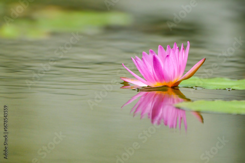 pink water lily