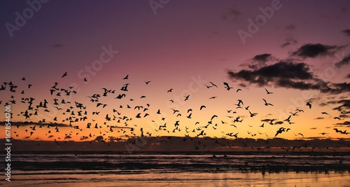 Photography Evening Bird Flight at Foxton Beach New Zealand