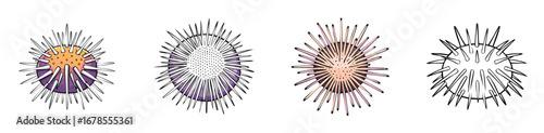 Sea Urchin vector illustration featuring a cute cartoon mix of elements in a playful and colorful style.