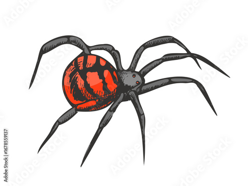 Fototapeta Hand drawn vintage halloween illustration of black widow spider with red mark, d