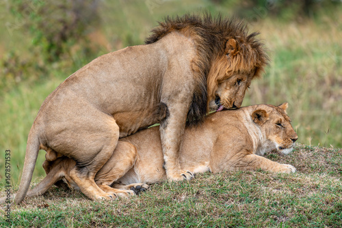 A pair of mating lions in the evening savannah, Kenya
