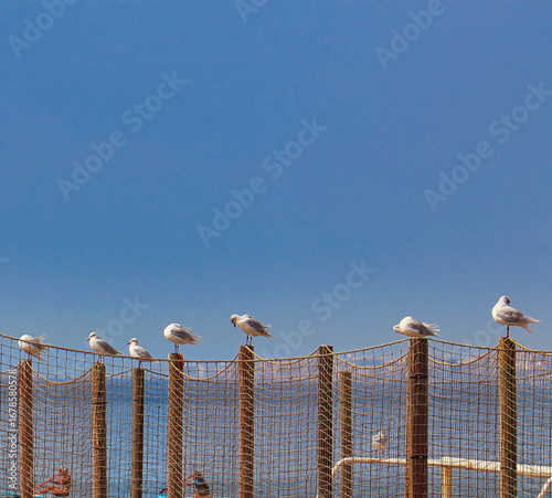 Gaviotas en reposo
