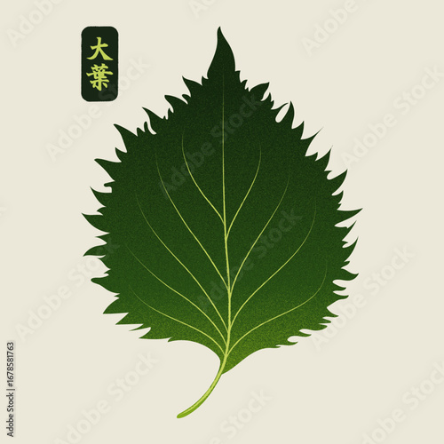 Fresh Green Shiso Leaf Illustration – Organic Japanese Perilla Ōba Herb with Serrated Shape for Asian Cuisine