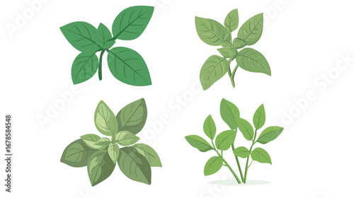 Basil Vegetable – Vector Graphic Design