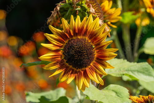 Fotografia Helianthus annuus 'Ring of Fire' a summer flower plant with yellow and red petal
