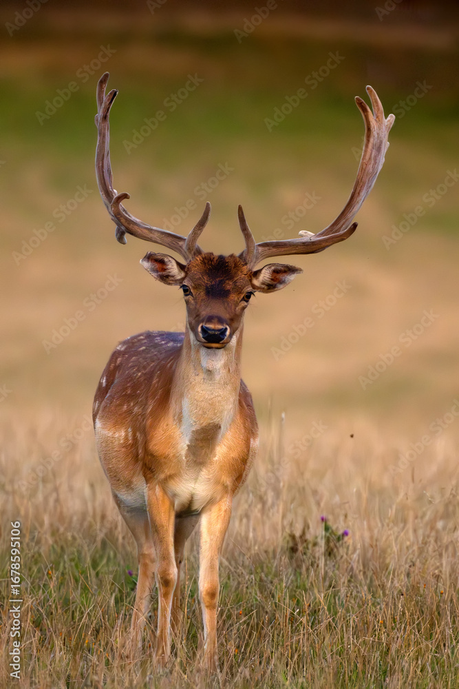 Fototapeta premium European fallow deer (Dama dama), also known as the common fallow deer or simply fallow deer, male with freshly matured antlers.