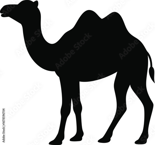 Majestic dromedary camel silhouette standing proudly isolated on white seamlessly for stock photography silhouette