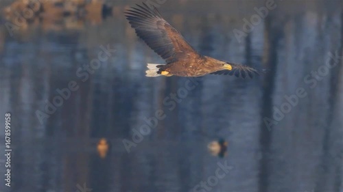 red tailed hawk