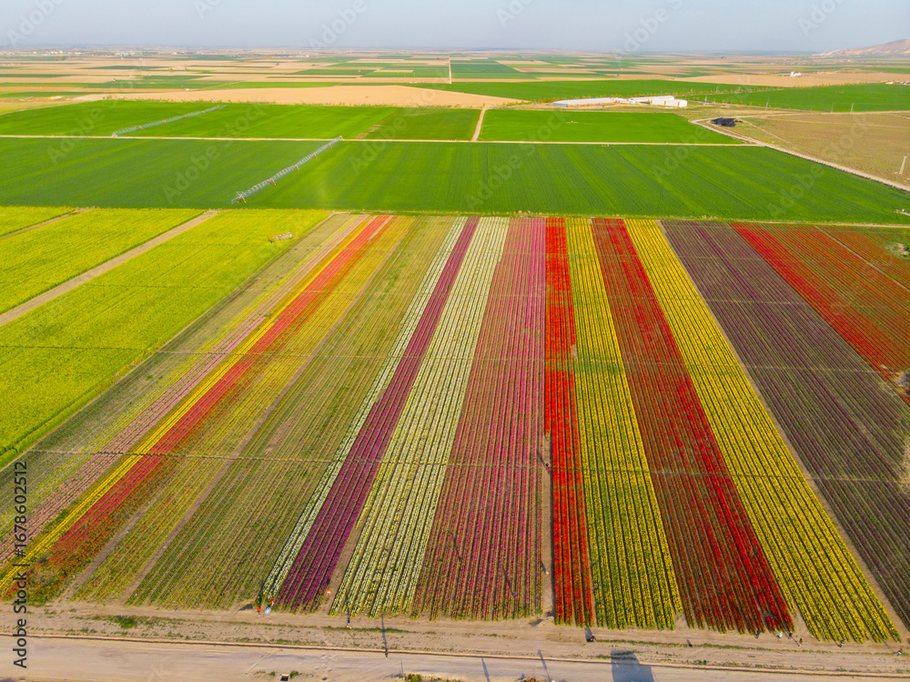 Obraz premium Aerial view of tulip fields