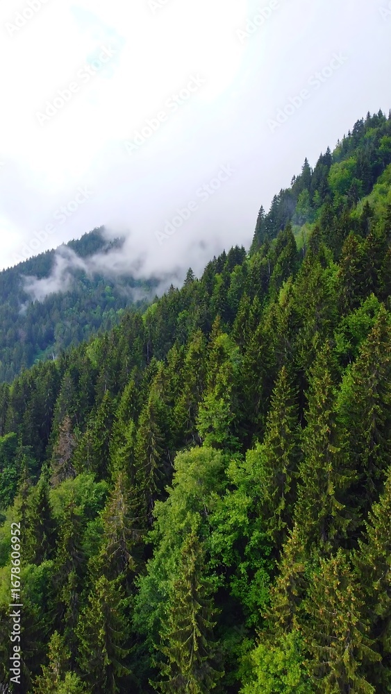 Fototapeta premium Misty mountainside forest