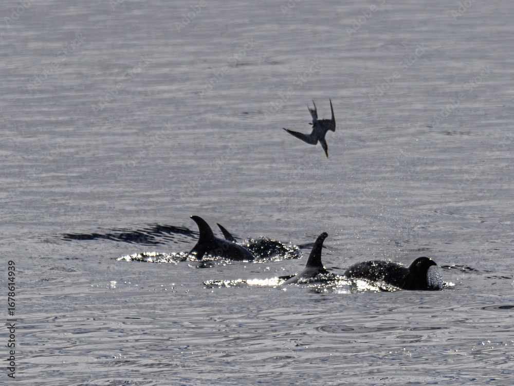 Fototapeta premium Four Dolphins Attacking Fish With Diving Bird