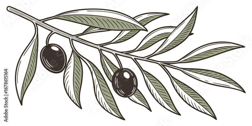 Cartoon set of olive tree branches on white
