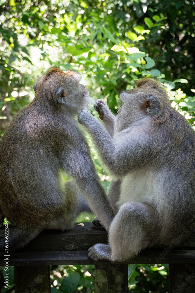 Obraz premium Monkeys Grooming in a Forest