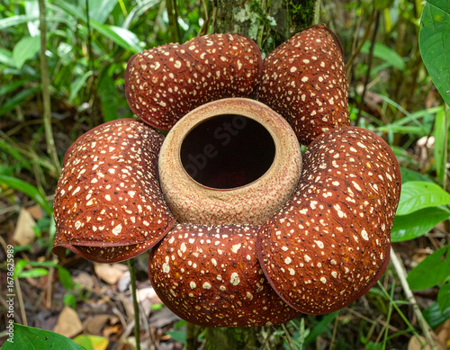 A close-up photograph of a Rafflesia flower, the world’s largest individual bloom, found in the tropical rainforests of Southeast Asia. The giant reddish-brown petals with white spots surround a centr