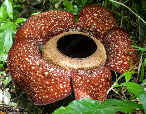 A close-up photograph of a Rafflesia flower, the world’s largest individual bloom, found in the tropical rainforests of Southeast Asia. The giant reddish-brown petals with white spots surround a centr