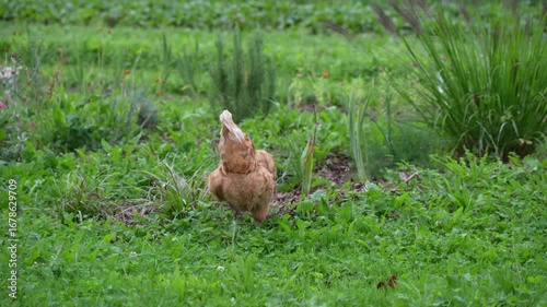 Brown white colored chicken outdoors at meadow looking for food on a late summer morning at organic farm at Swiss city of Zürich. Movie shot September 1st, 2025, Zurich Schwamendingen, Switzerland.