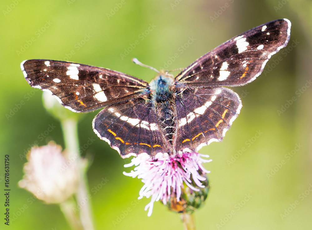 Obraz premium Schmetterling