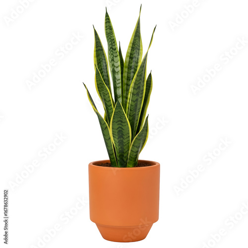 Snake Plant Stands Tall in Orange Pot on Transparent Background, Decorative Plant, Indoor