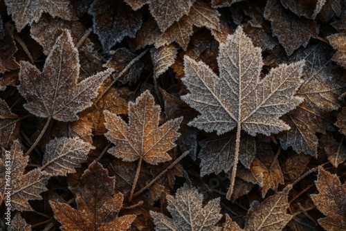 Frost-Covered Autumn Leaves
