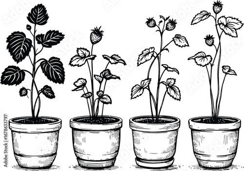 Strawberry plant illustration vector drawing of potted plants garden growth and botanical art design sketch